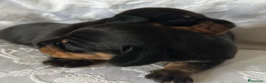 Miniature Dachshund Puppy 1