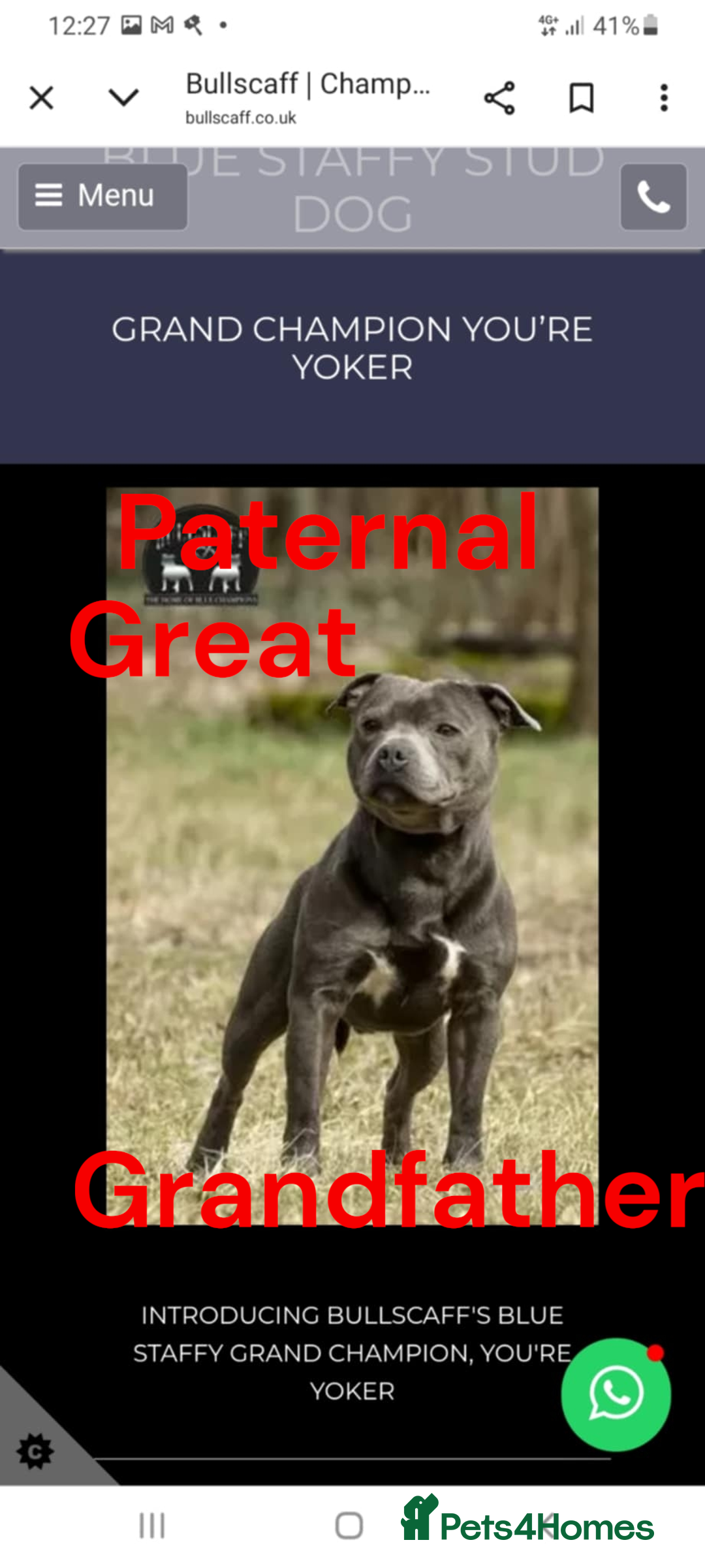 Staffordshire Bull Terrier dogs for sale: Two male four female - Advert 30