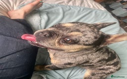 French Bulldog dogs for stud: Merle  - Image 2
