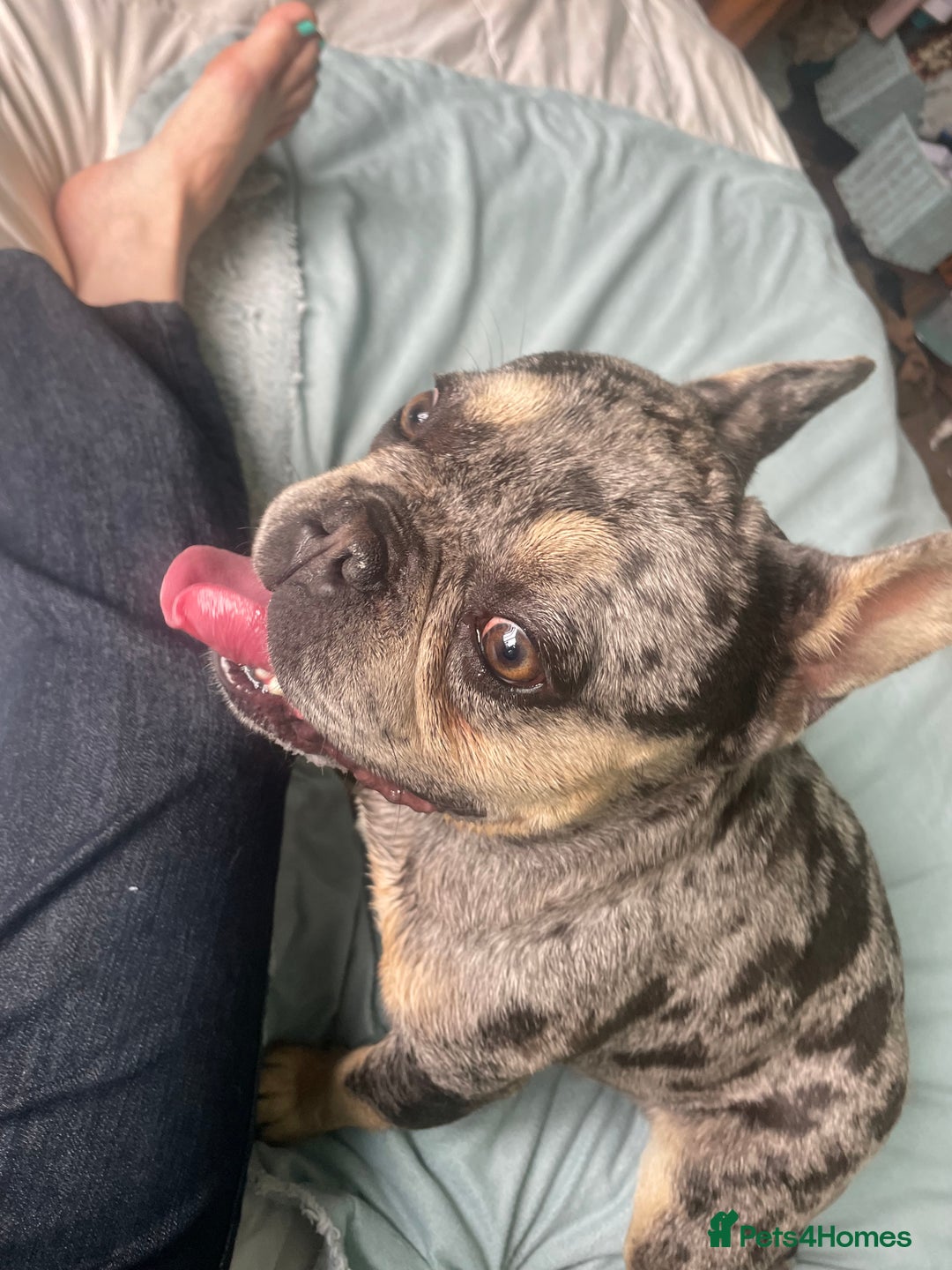 French Bulldog dogs for stud: Merle  - Image 2
