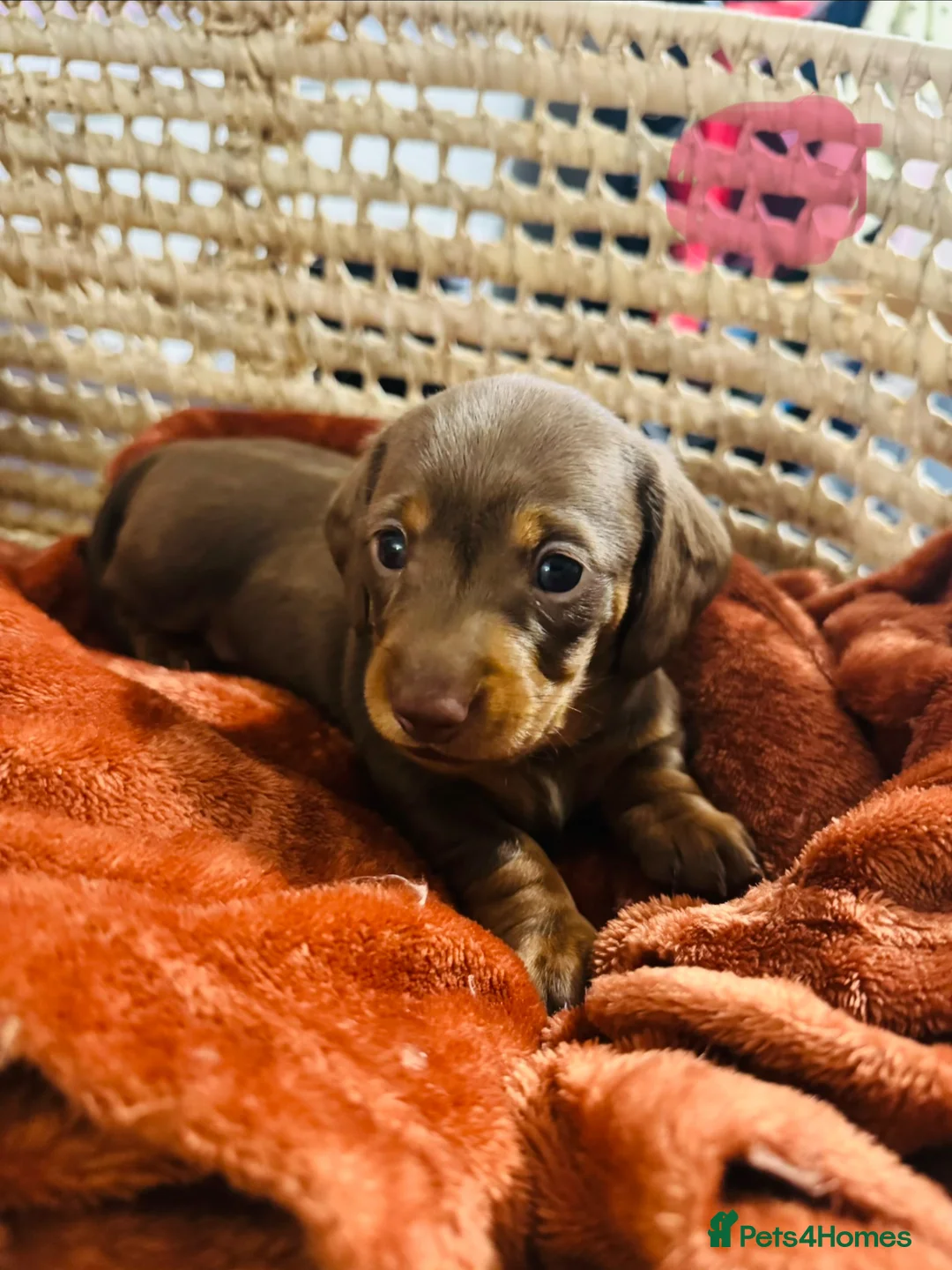 Dachshund dogs for sale: Chocolate and tan dachshund puppies   in Newark - Advert 2