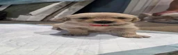 Golden Retriever dogs for sale: Golden Retrievers - Gwynedd  in Bangor - Advert 12