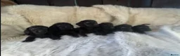 Mixed Breed dogs for sale: Labrador x teckel dachshund puppies  - Advert 2