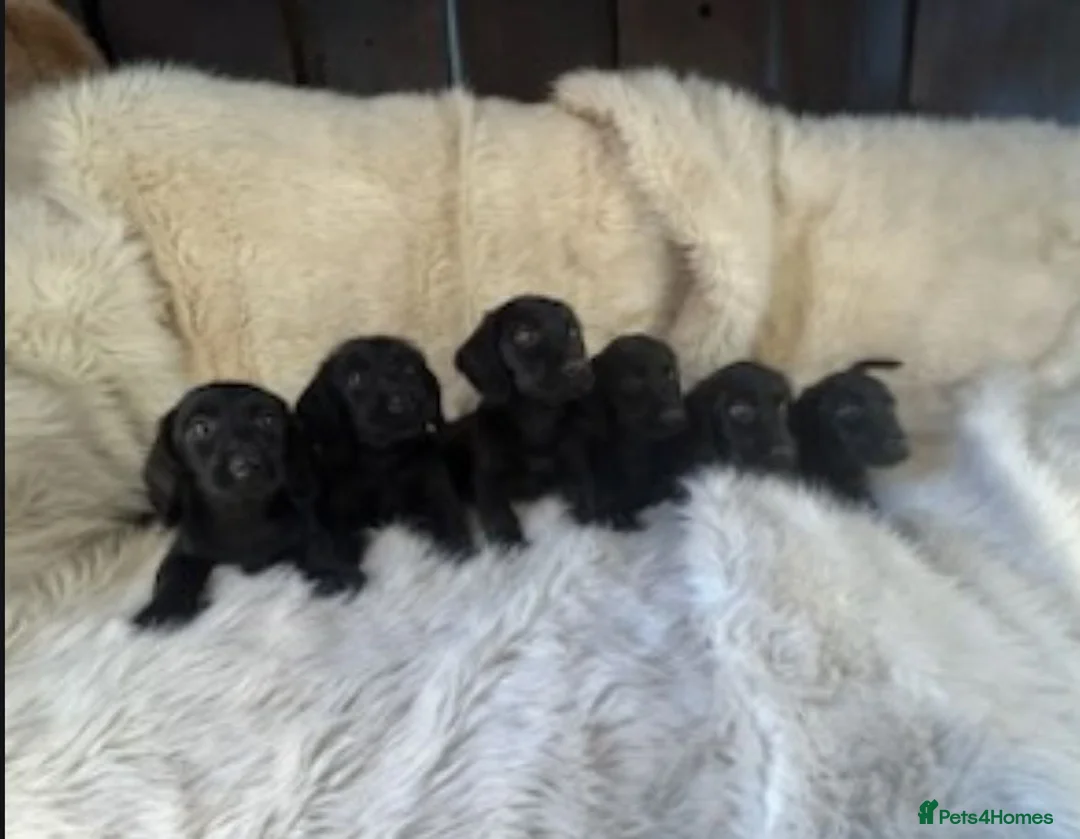 Mixed Breed dogs for sale: Labrador x teckel dachshund puppies  - Advert 2