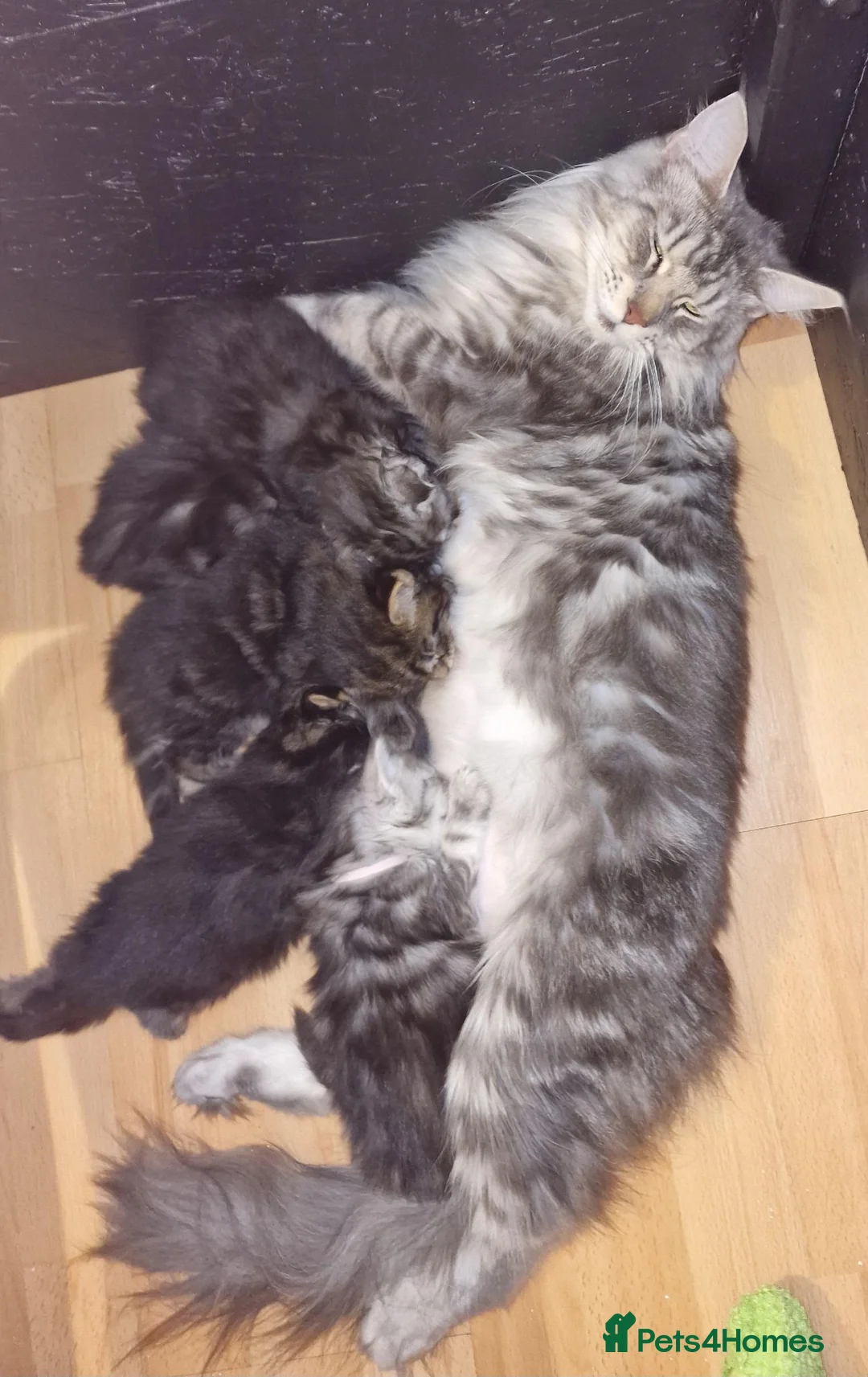 Maine Coon cats for sale: Maine Coon Boys kittens World Champion Bloodlines - Advert 9
