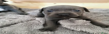 Staffordshire Bull Terrier 5