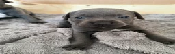 Staffordshire Bull Terrier dogs for sale: Blue staffy puppy  - Advert 1