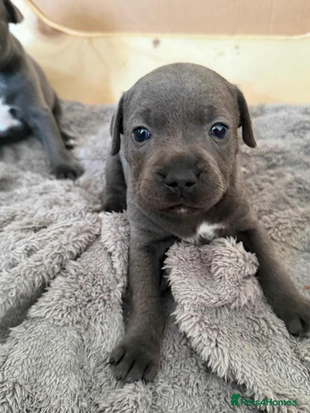 Staffordshire Bull Terrier dogs for sale: Blue staffy puppy  - Advert 1