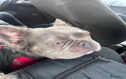 French Bulldog dogs for sale: MALE FRENCHIE LOOKING FOR NEW HOME - Image 5