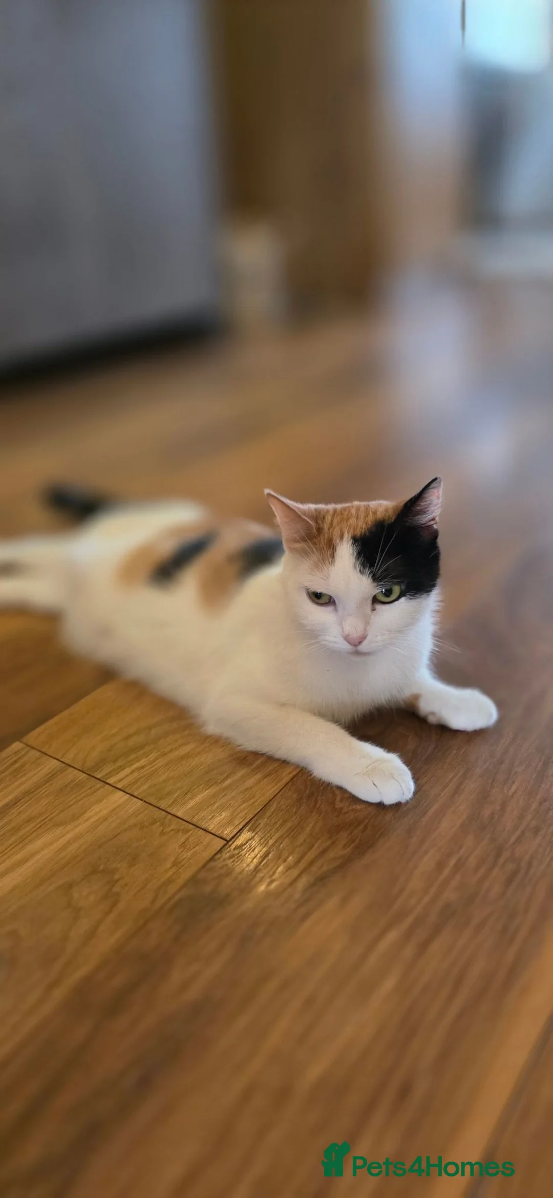 Mixed Breed cats for sale: Kittens  - Advert 1