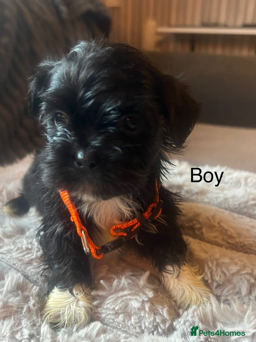 Lhasa Apso dogs for sale: KC Registered Lhasa Apso Puppies For Sale - Advert 3
