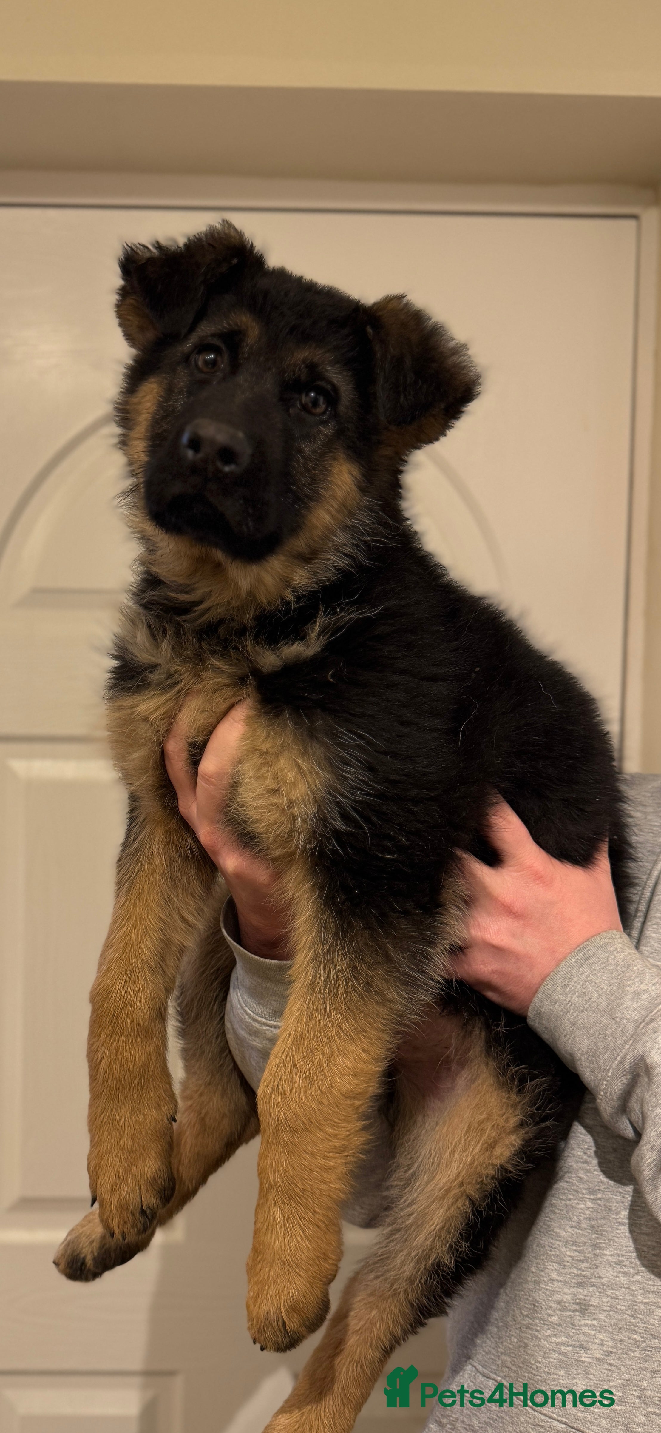German Shepherd dogs 1 Boy Left! GSD Puppy - Advert 1