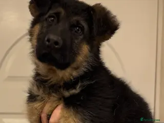 German Shepherd dogs 1 Boy Left! GSD Puppy - Advert 1