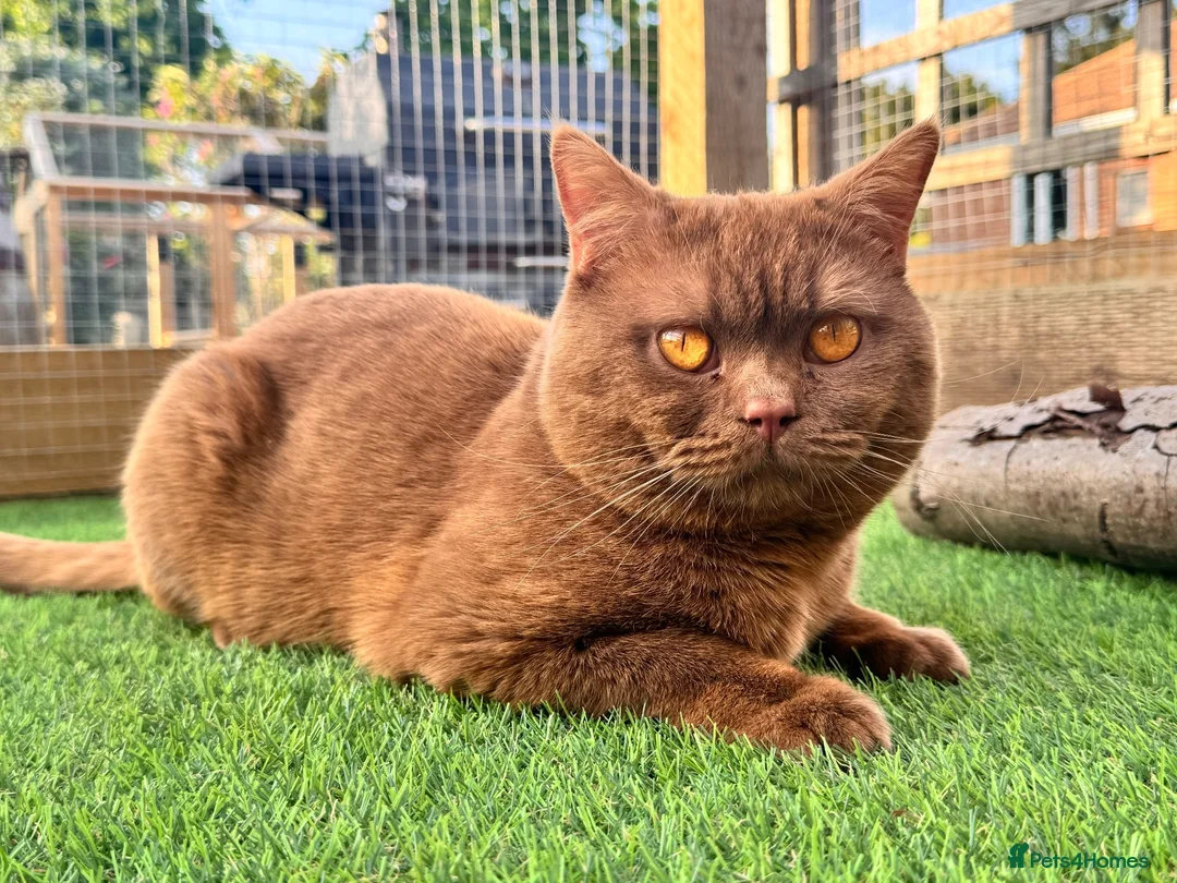 British Shorthair cats for stud: Cinnamon British Shorthair Stud PROVEN in Huddersfield - Advert 7