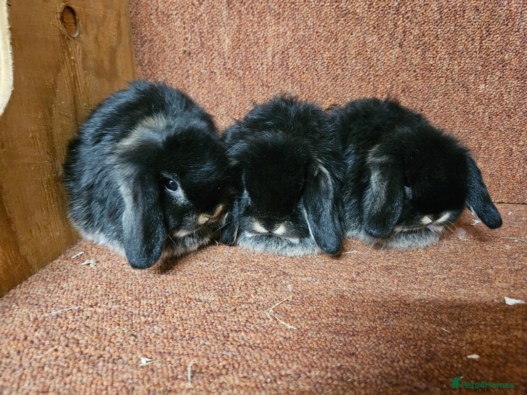 Mini Lop rabbits for sale: Pure mini lop Doe Kit show lines . Vaccinated  - Advert 5