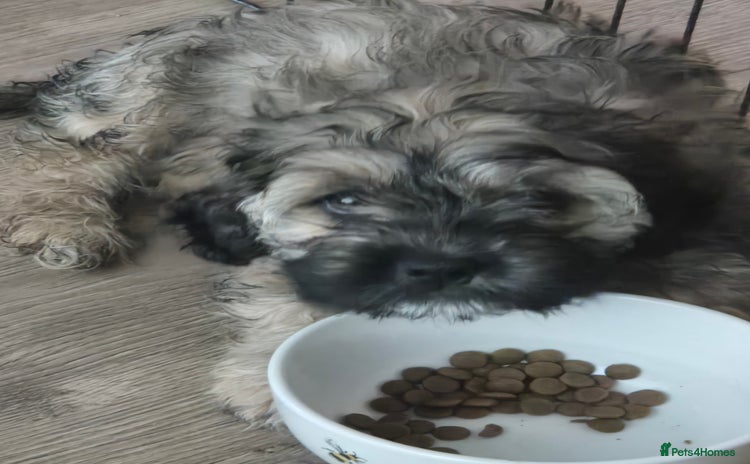 Mixed Breed dogs - Advert 9