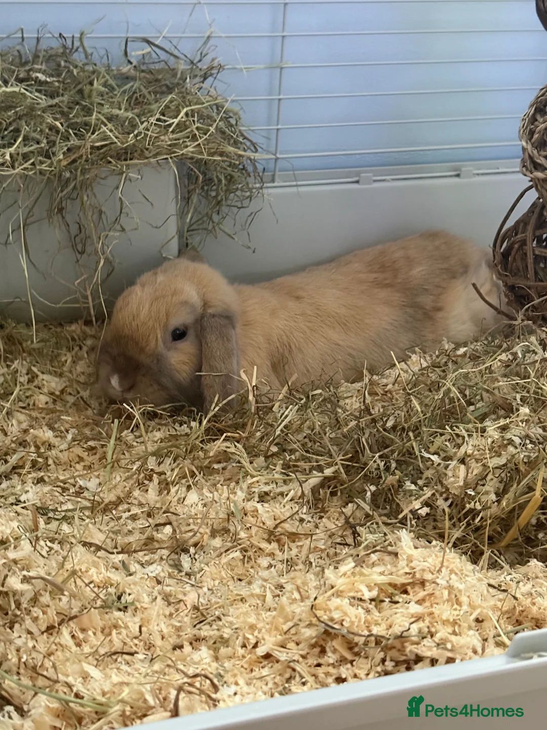 Cashmere Lop rabbits for sale: URGENTLY looking for a new home.  - Advert 5