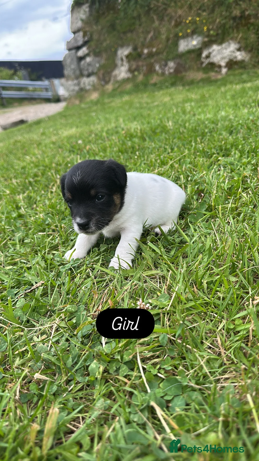 Jack Russell dogs for sale: Traditional Jack Russells - Advert 2