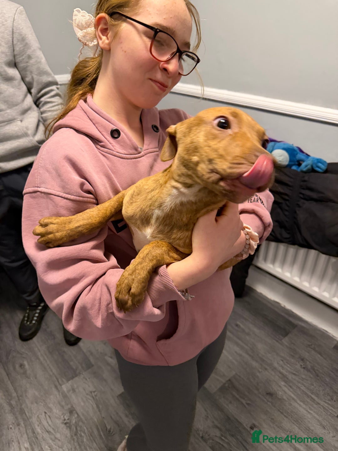 Staffordshire Bull Terrier dogs for sale: Female staff puppy - Advert 16