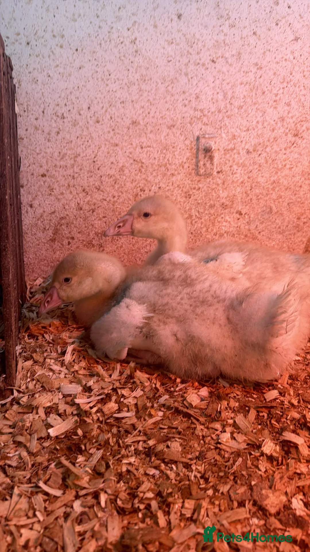Geese poultry for sale: Emden goslings  - Advert 1