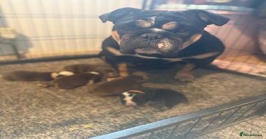 English Bulldog dogs New English bulldogs - Advert 4