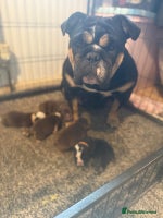 English Bulldog dogs New English bulldogs - Advert 4