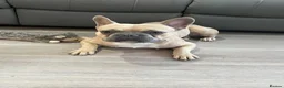 French Bulldog dogs for sale: Kenzo Frenchbulldog  in Feltham - Advert 5