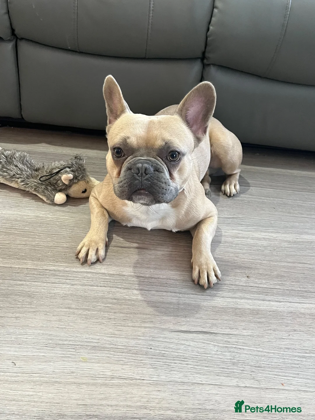 French Bulldog dogs for sale: Kenzo Frenchbulldog  in Feltham - Advert 5