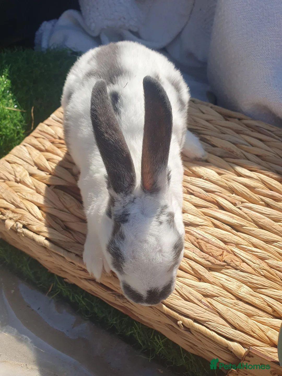Rex rabbits for sale: Mini rex babies - Advert 2