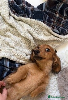 Miniature Dachshund dogs Last Male Miniature Dachshund Available Now - Advert 1