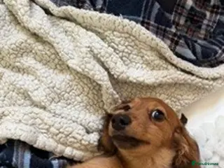 Miniature Dachshund dogs Last Male Miniature Dachshund Available Now - Advert 1