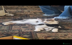 Mixed Breed cats for sale: Two beautiful kittens  - Image 4