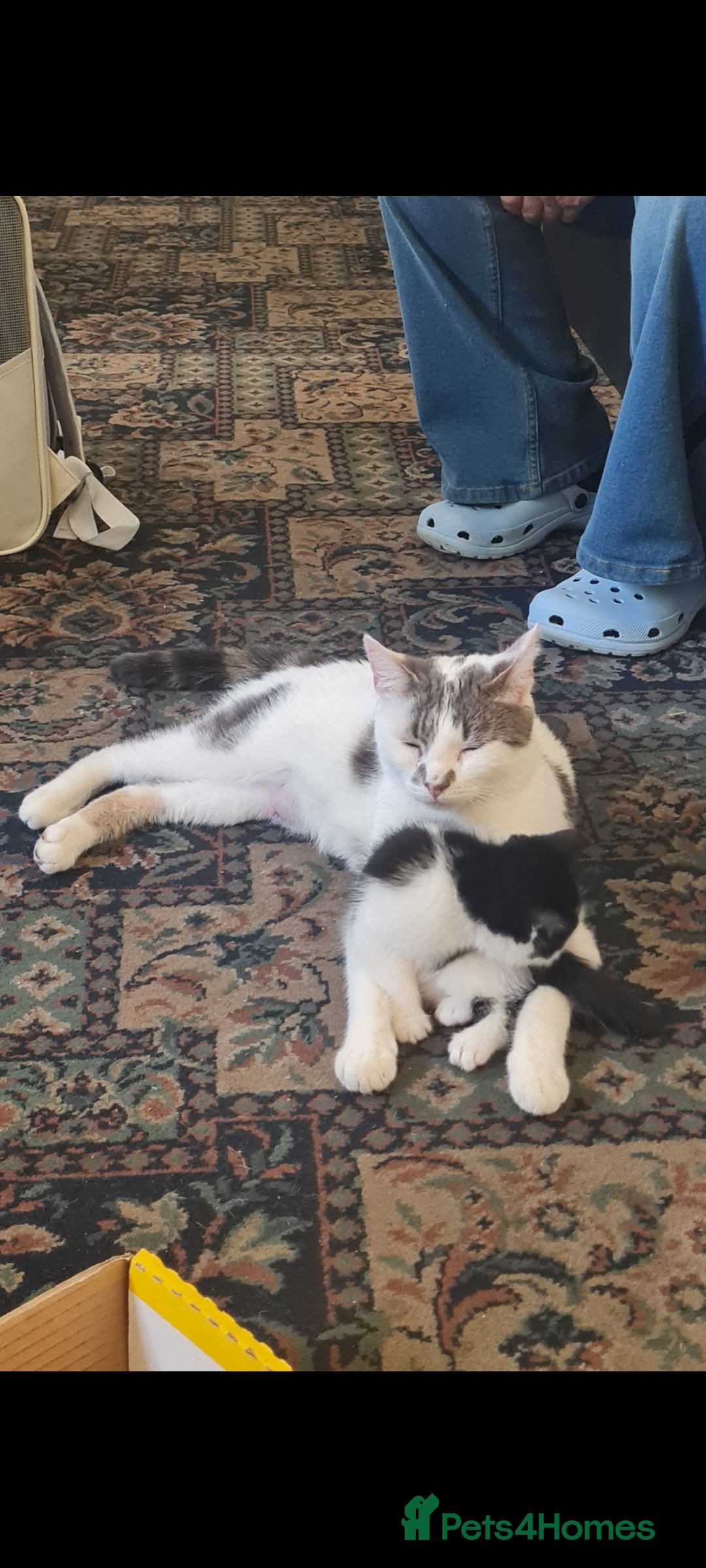 Mixed Breed cats for sale: Two beautiful kittens  - Image 4