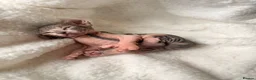 Sphynx cats for sale: ✨ tiny Canadian Sphynx elves ✨ - Advert 25