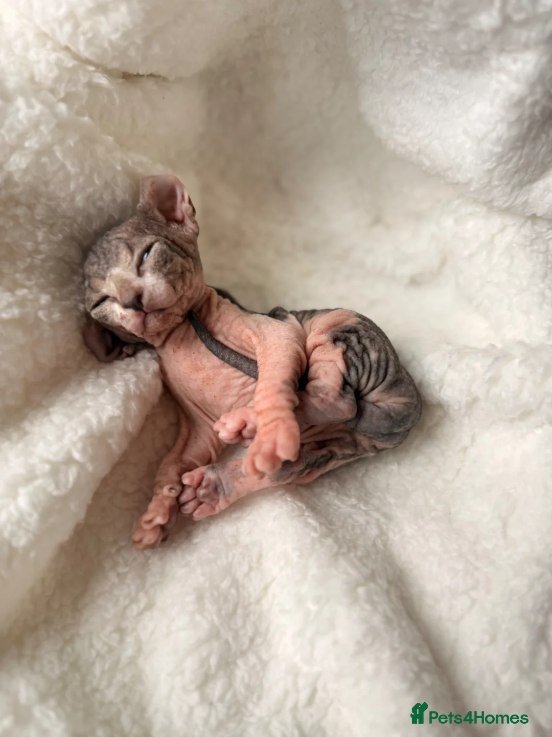 Sphynx cats for sale: ✨ tiny Canadian Sphynx elves ✨ - Advert 25