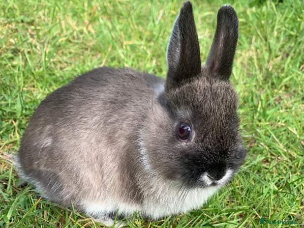 Netherland Dwarf rabbits - Advert 4