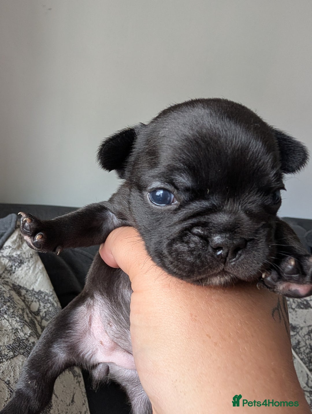 French Bulldog dogs for sale: Frenchie pups for sale  - Image 3