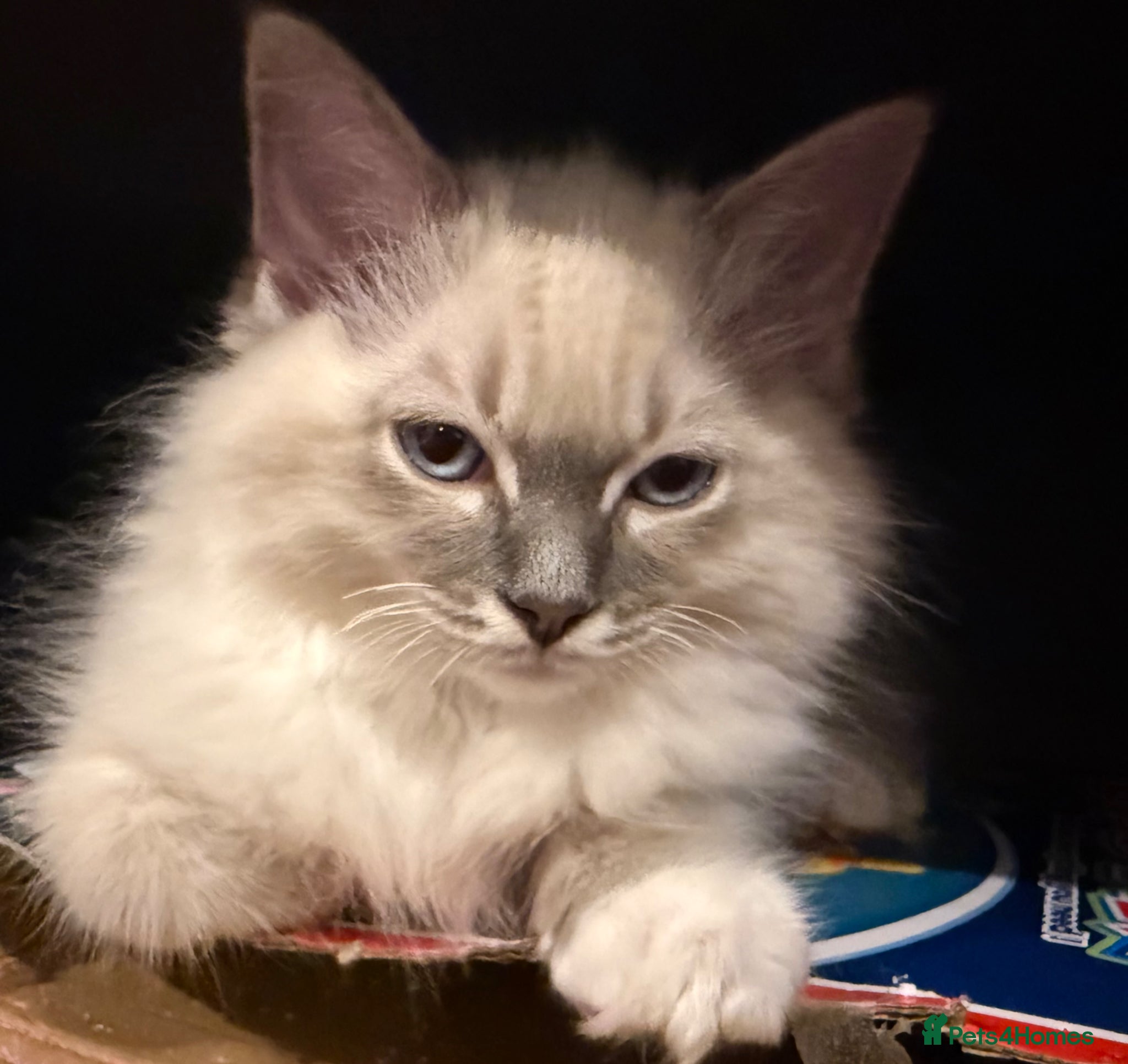 Ragdoll cats 1 gorgoeus boy ragdoll left  - Advert 4