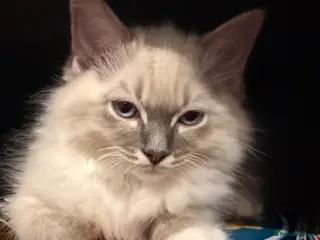 Ragdoll cats 1 gorgoeus boy ragdoll left - Advert 4