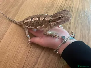 Dragon reptiles Miracle - Advert 15