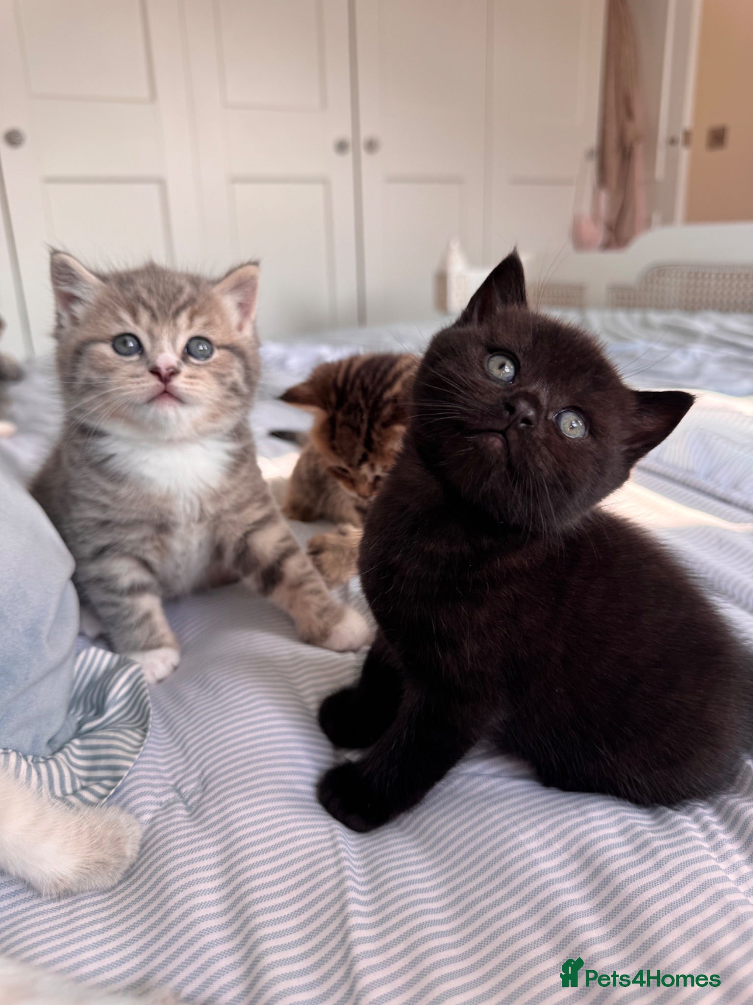 British Shorthair cats for sale: Purebred British Shorthair Kittens - Advert 1