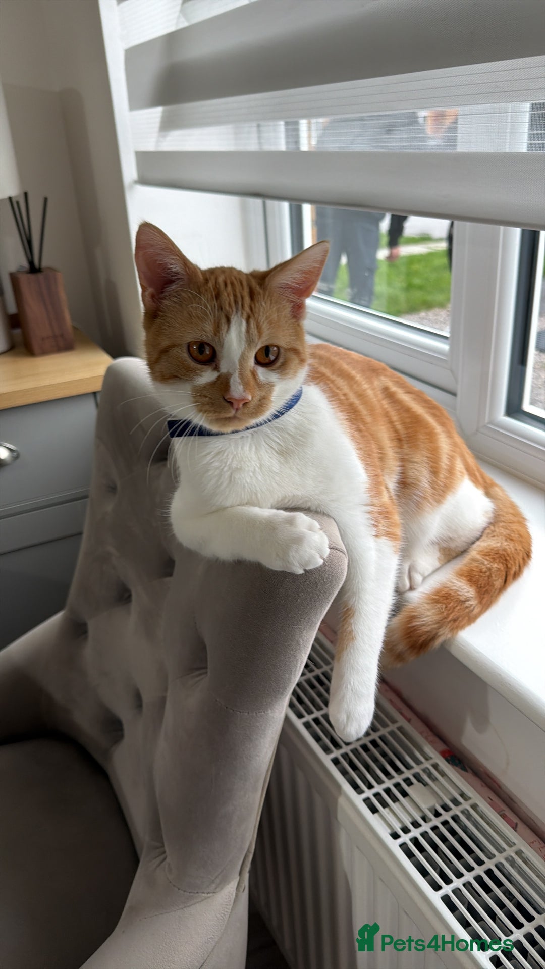 Mixed Breed cats for sale: 2 beautiful ginger cats - Advert 1