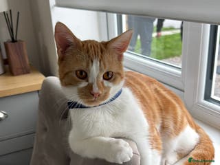 Mixed Breed cats 2 beautiful ginger cats - Advert 15