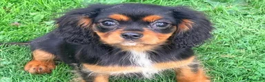 Cavalier King Charles Spaniel 3