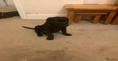 Labrador Retriever dogs - Advert 2