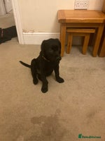 Labrador Retriever dogs - Advert 2