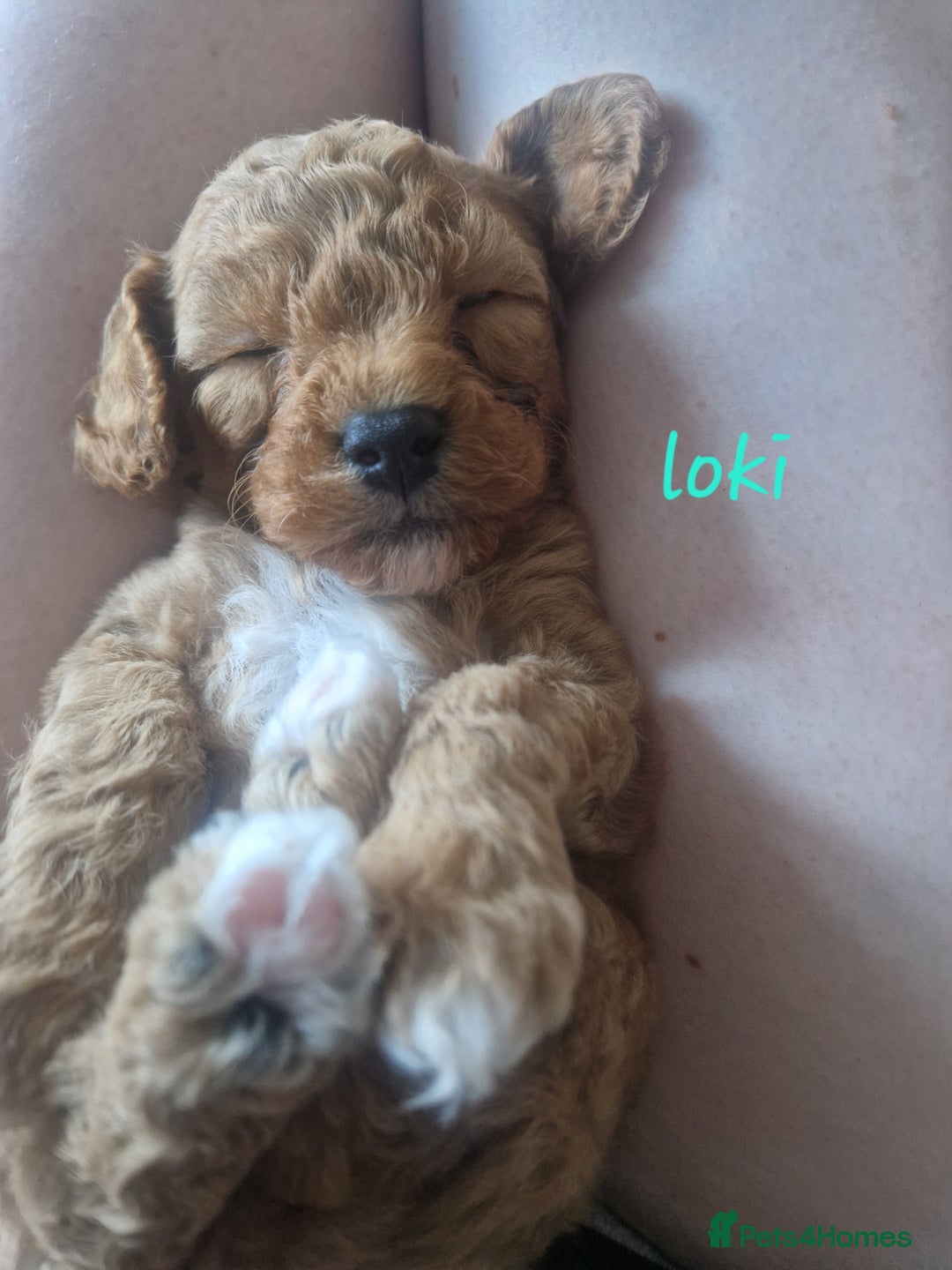 Cavapoochon dogs for sale: Cavapoochon puppies available  - Image 5