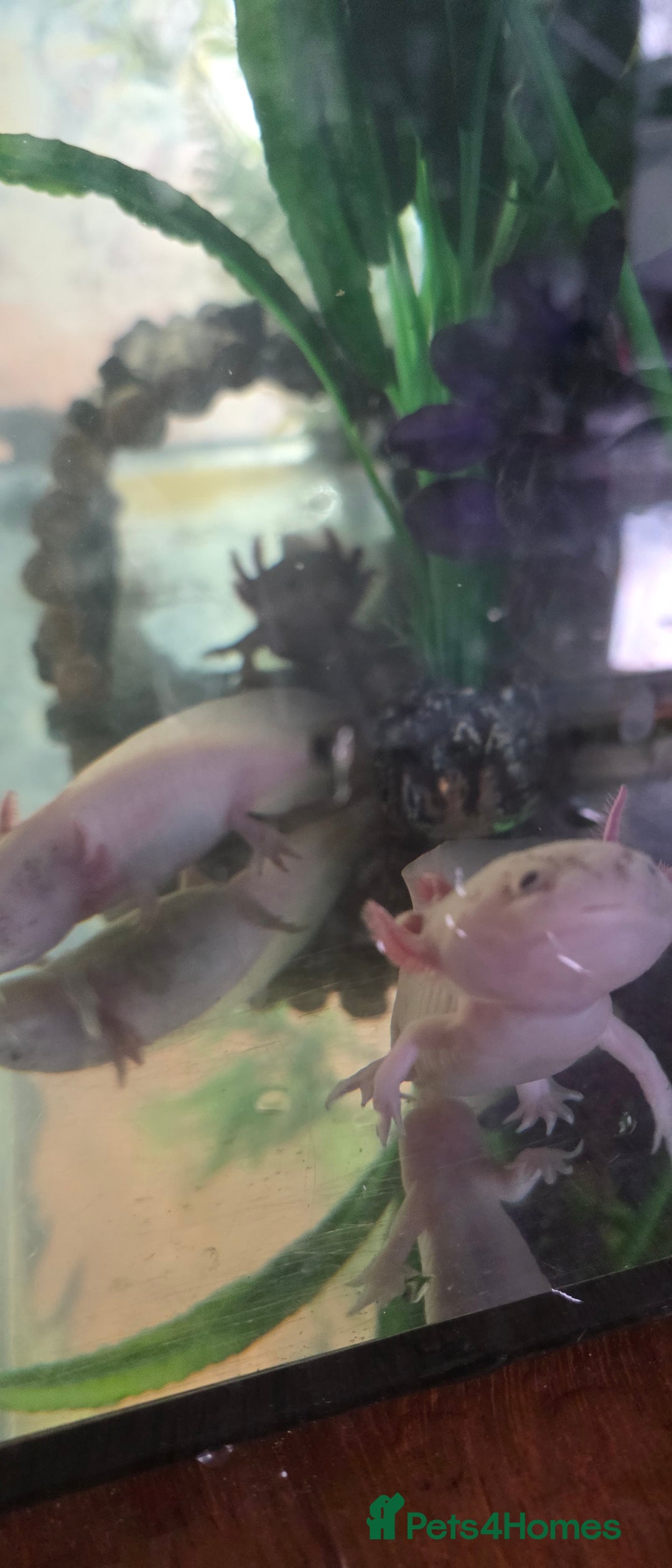Axolotl reptiles for sale: 4 young Axolotls. Three leucistic/ one wild type.  - Advert 3