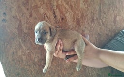 Mixed Breed dogs for sale: Belgian malinois/ border collie  - Image 36