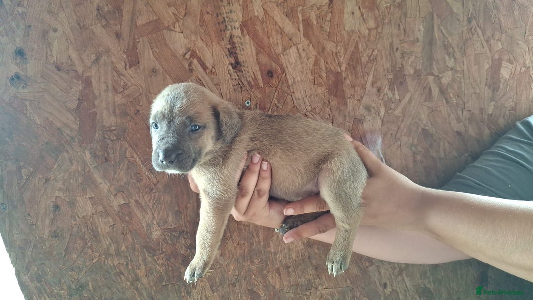 Mixed Breed dogs for sale: Belgian malinois/ border collie  - Image 36